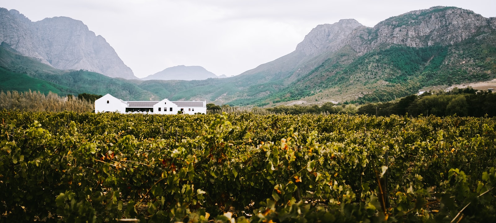 Wine Farm & Estate wedding venue in South Africa